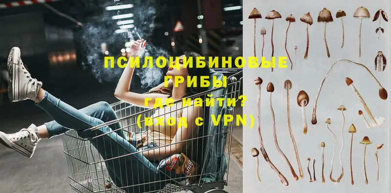 гидра ссылка  Дубна  Галлюциногенные грибы Psilocybe 